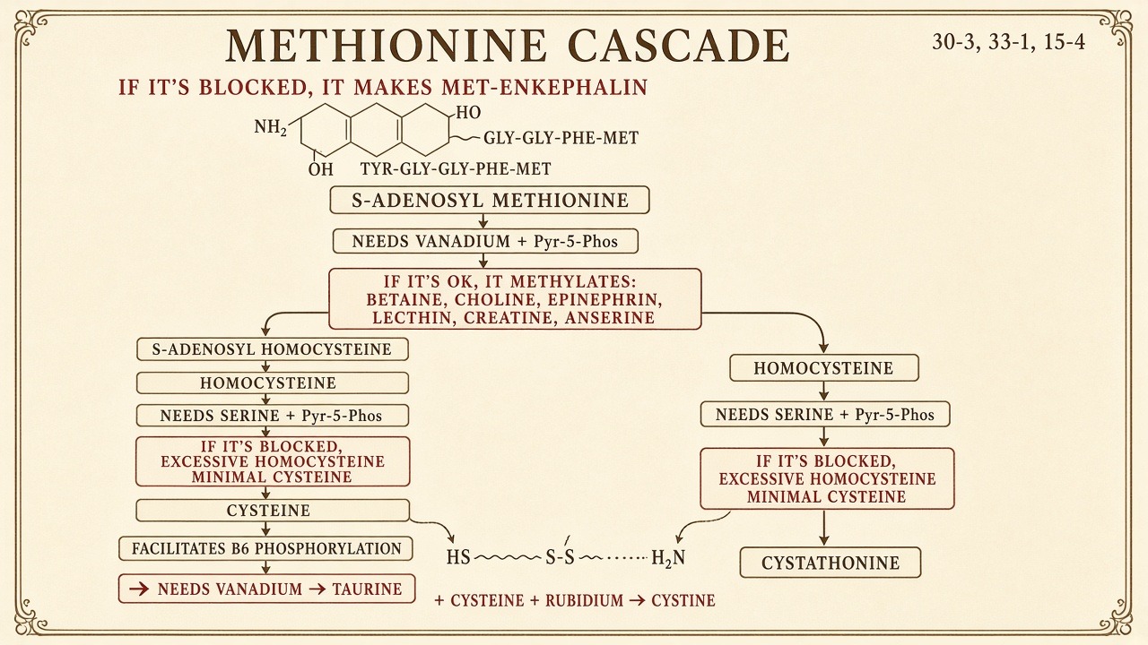 Chart 30-3: methionine cascade to cysteine and taurine