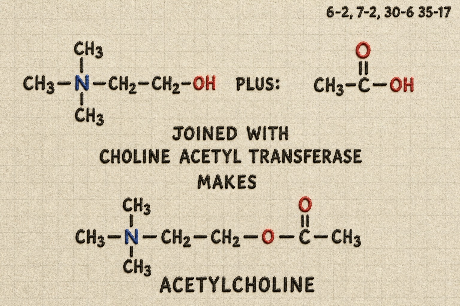 Chart 30-6: choline plus acetyl radical joined by choline acetyltransferase makes acetylcholine