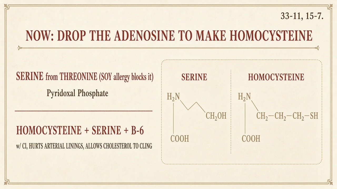 Chart 33-12: serine joins homocysteine