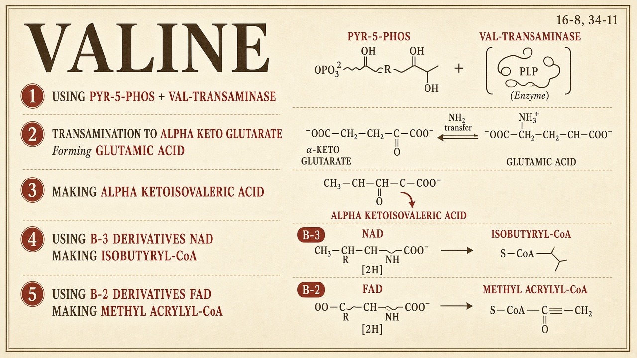Chart 34-11: valine uses P-5-P, NAD, FAD; rice as a named door