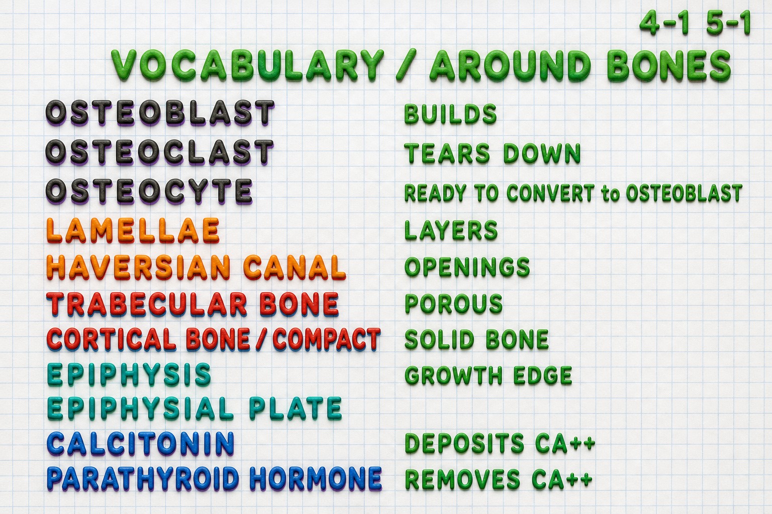 Chart 4-1: vocabulary around bones — osteoblast, osteoclast, osteocyte, lamellae, Haversian canal, trabecular and cortical bone, epiphysis, epiphyseal plate, calcitonin, parathyroid hormone