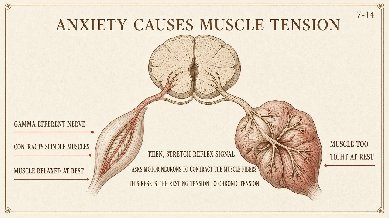 Chart 7-14: anxiety causes muscle tension — gamma efferent, stretch reflex, chronic rest