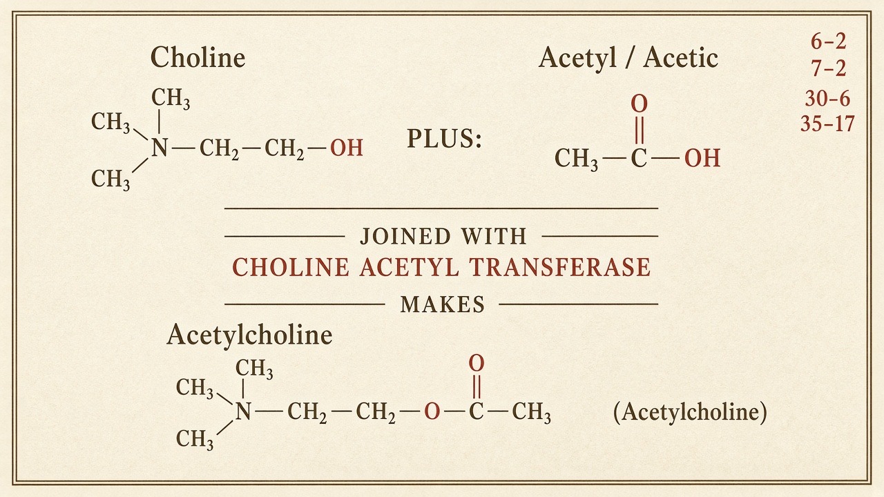 Chart 7-2: choline plus acetate, joined by choline acetyltransferase, makes acetylcholine