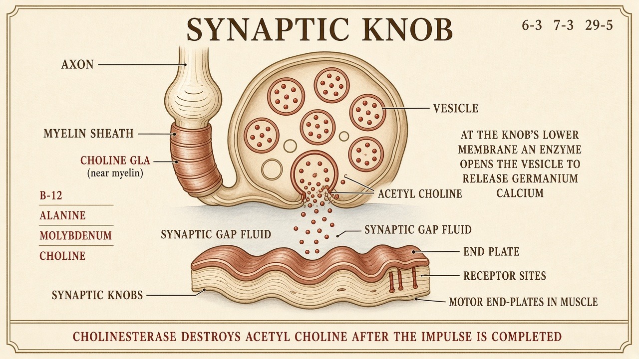 Chart 7-3: synaptic knob with B-12, alanine, molybdenum, choline, germanium, calcium