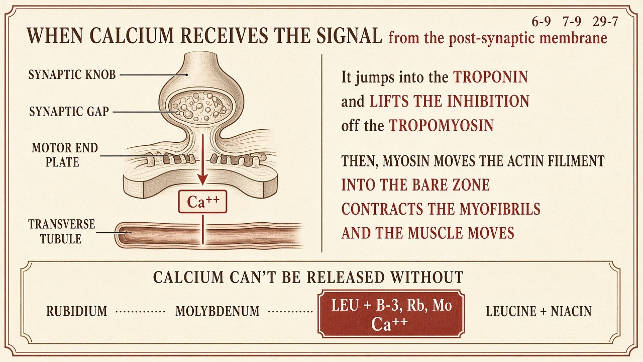 Chart 7-9: calcium onto troponin; rubidium, molybdenum, leucine, niacin under the store
