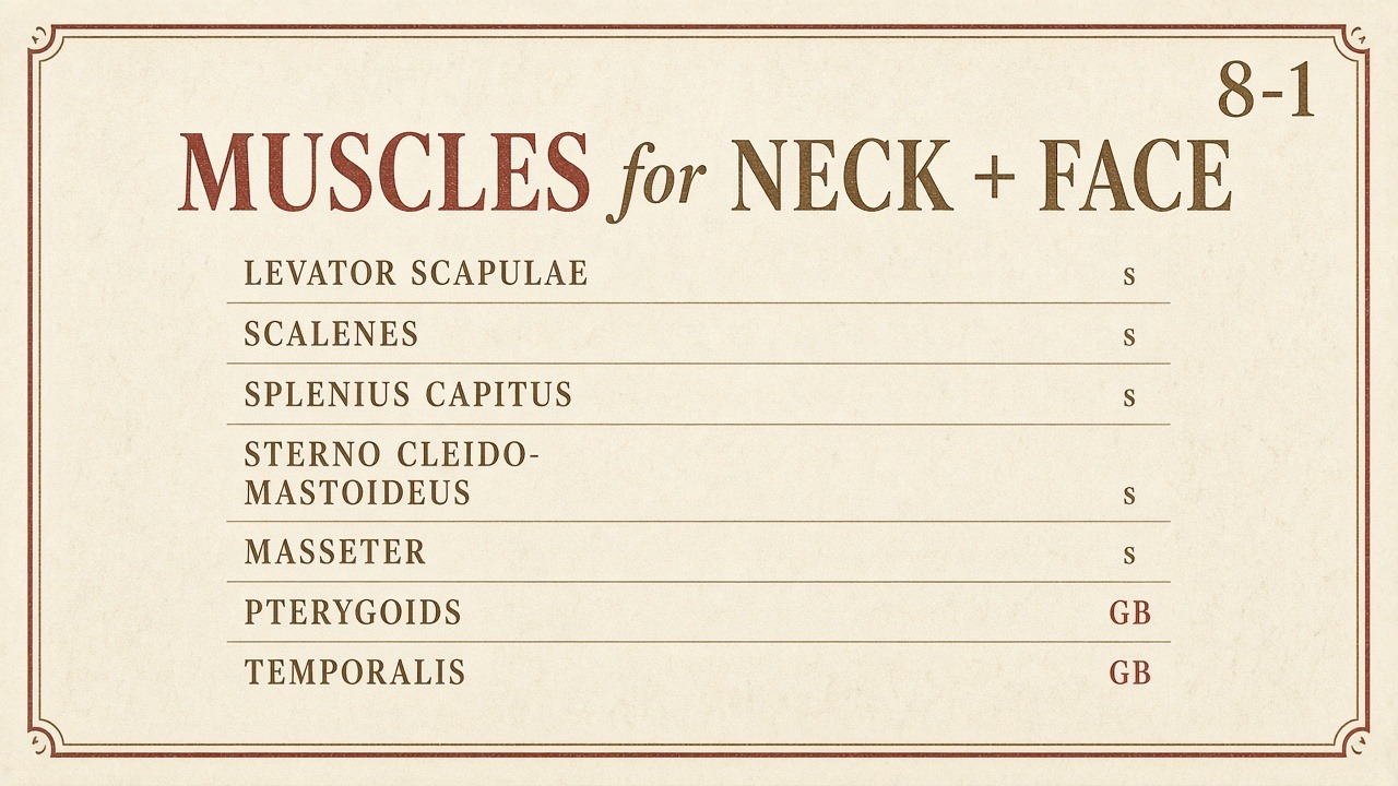 Chart 8-1: muscles for neck and face — levator, scalenes, splenius, SCM, masseter, pterygoids, temporalis