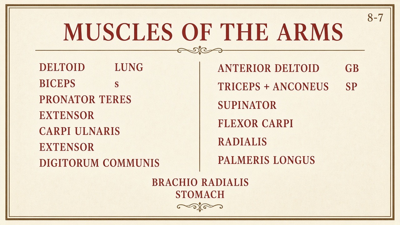 Chart 8-7: arm muscle list with meridian parking
