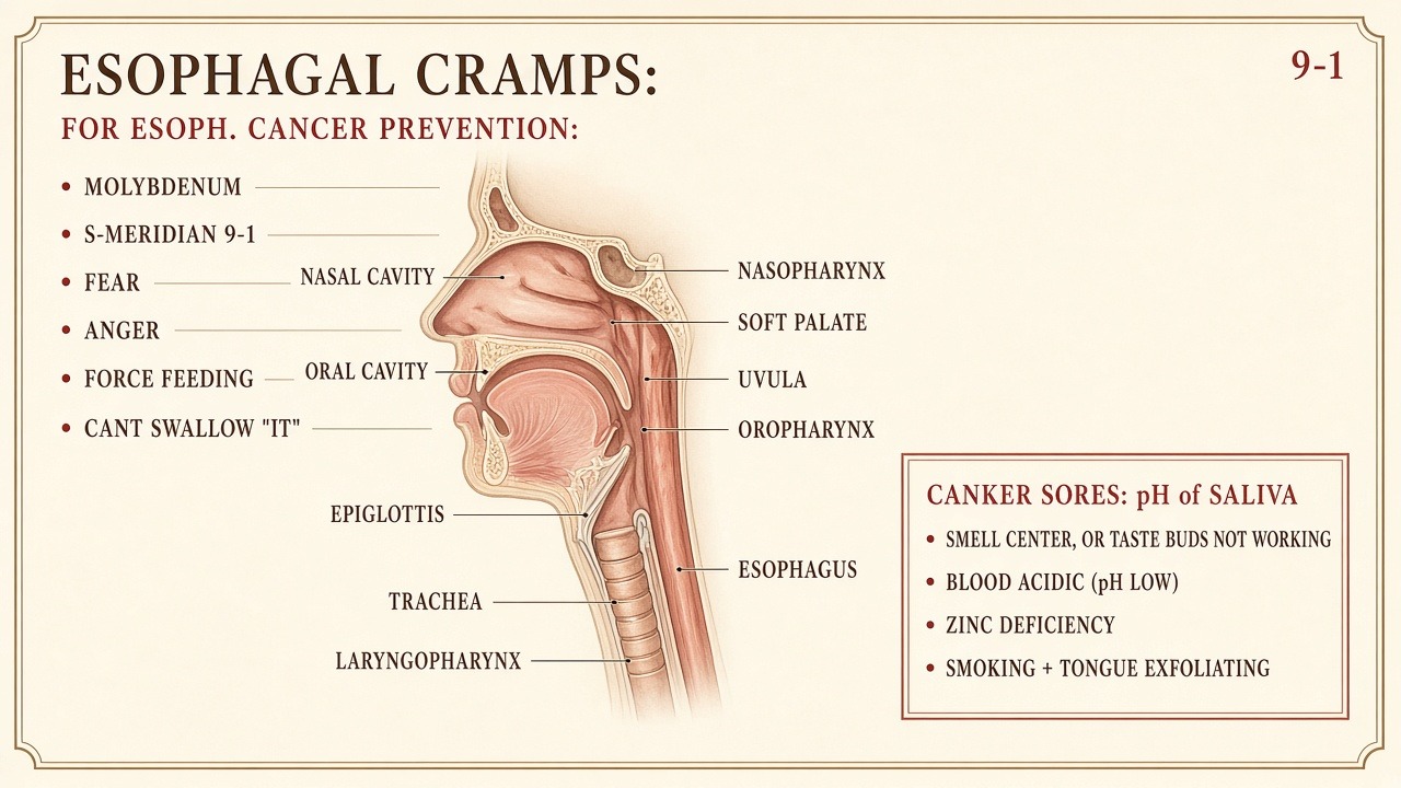 Chart 9-1 sagittal: nasal cavity, oral cavity, nasopharynx, oropharynx, laryngopharynx, uvula, epiglottis, esophagus, trachea